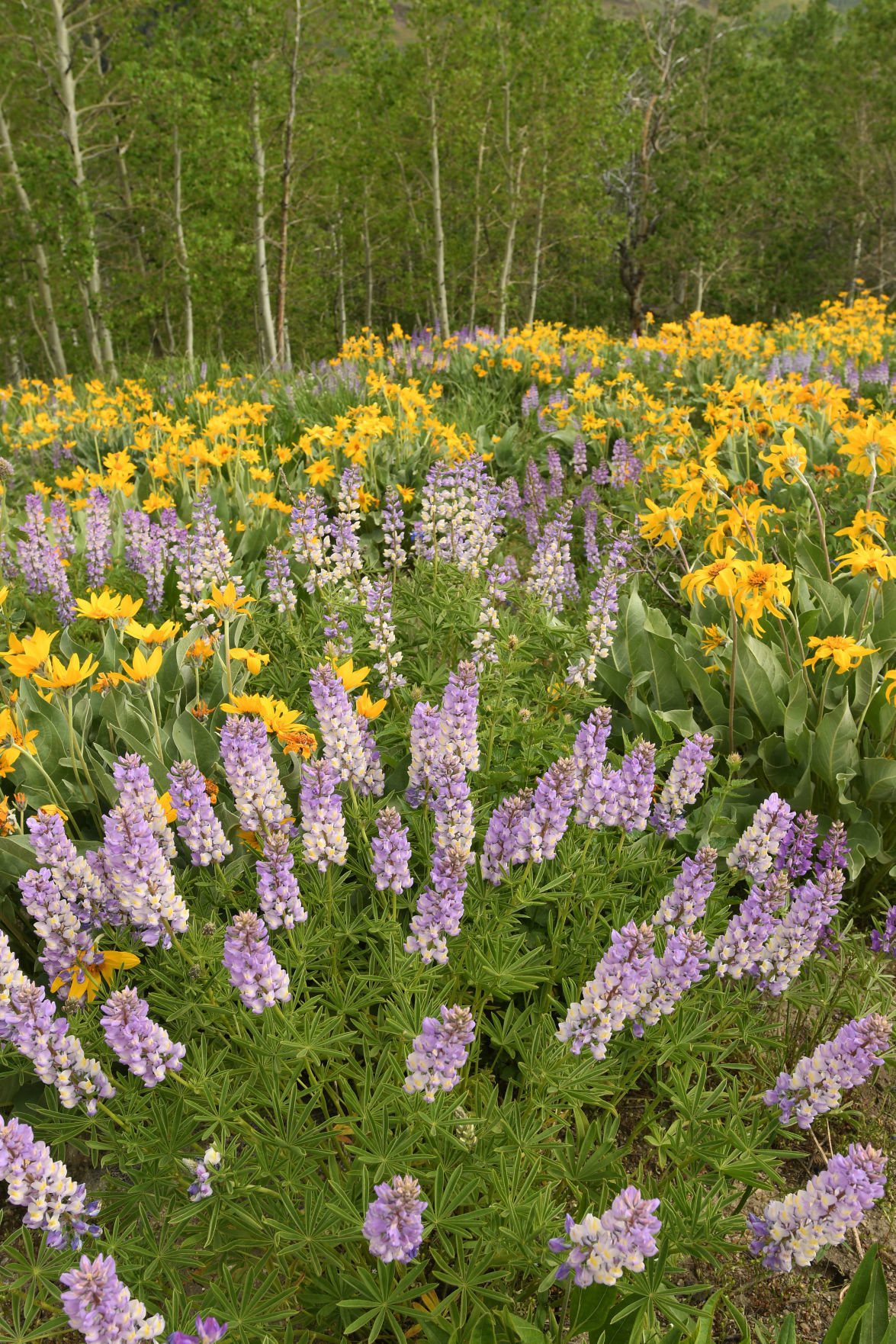 Mountains in Bloom